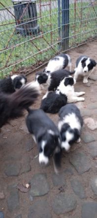 Aus liebevoller Privatzucht in liebe Hände geben. wir