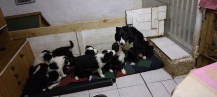 Aus liebevoller Privatzucht in liebe Hände geben. wir