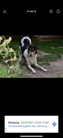 Trudy ist am 11.03.2020 geboren. Sie ist kastriert. Wir