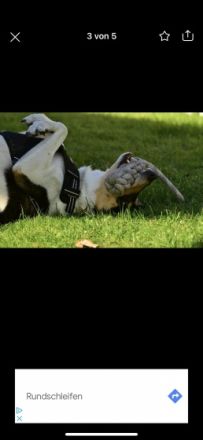 Trudy ist am 11.03.2020 geboren. Sie ist kastriert. Wir