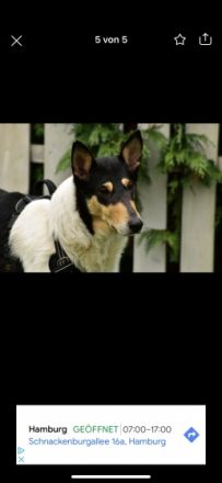 Trudy ist am 11.03.2020 geboren. Sie ist kastriert. Wir