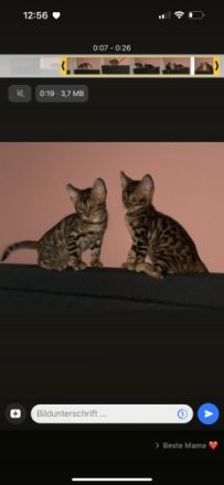 Hallo liebe katzenliebhaber, Ich verkaufe hier vom