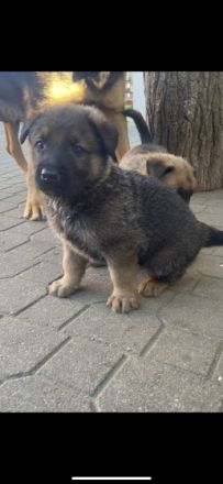 Hallo Hundeliebenden, zu verkaufen sind 7 wunderschöne