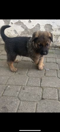 Hallo Hundeliebenden, zu verkaufen sind 7 wunderschöne