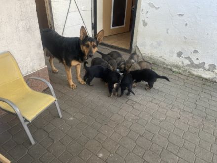 Hallo Hundeliebenden, zu verkaufen sind 7 wunderschöne