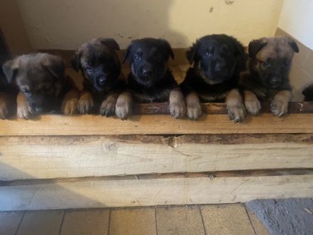 Hallo Hundeliebenden, zu verkaufen sind 7 wunderschöne