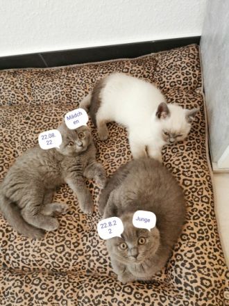 Die Kitten sind am 22.08.22 geboren. Sie sind