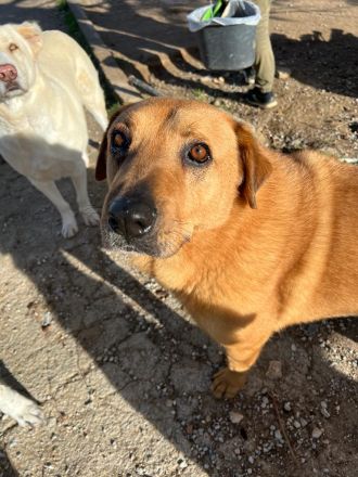 Zeus - unser große Teddybär