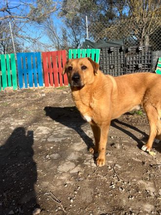 Zeus - unser große Teddybär