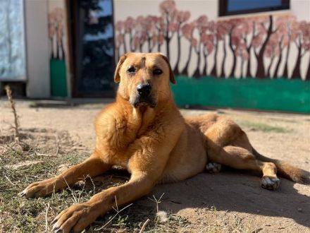 Zeus - unser große Teddybär