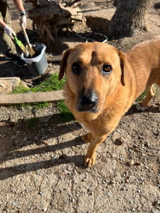 Zeus - unser große Teddybär