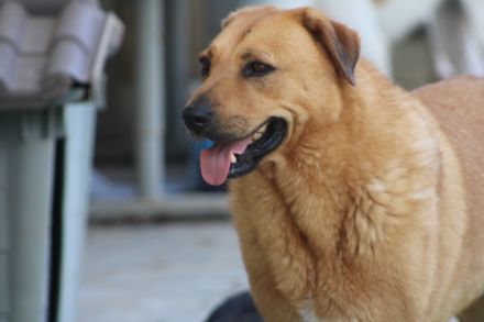 Zeus - unser große Teddybär