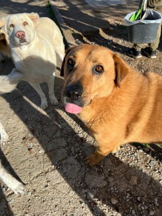 Zeus - unser große Teddybär