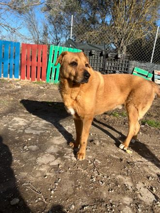 Zeus - unser große Teddybär