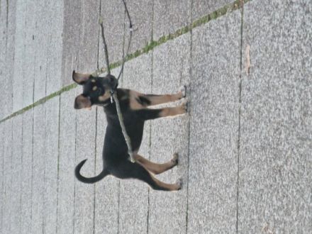 Unsere kleine Coco ca 14 Wochen sucht ein liebevolles