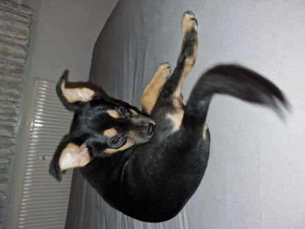 Unsere kleine Coco ca 14 Wochen sucht ein liebevolles