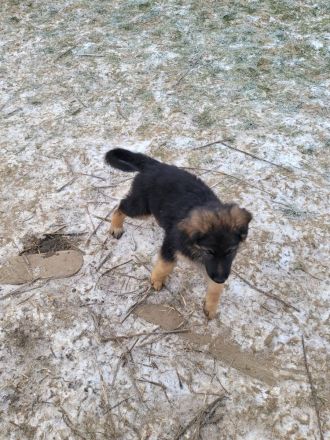 Golden Shepard Welpen 2Rüden noch da