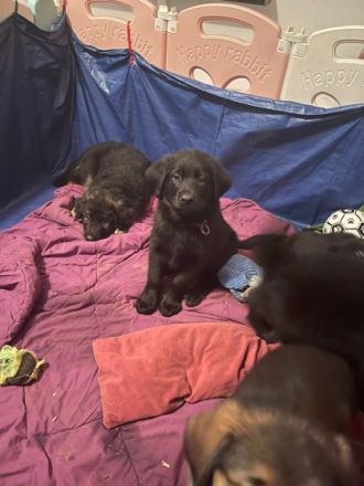 Golden Shepard Welpen 2Rüden noch da