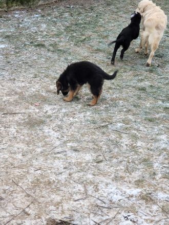 Golden Shepard Welpen 2Rüden noch da
