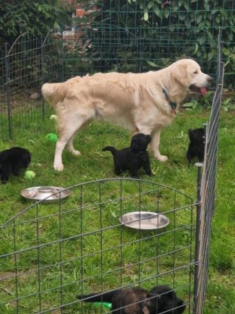 Golden Shepard Welpen 2Rüden noch da