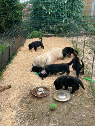 Golden Shepard Welpen 2Rüden noch da