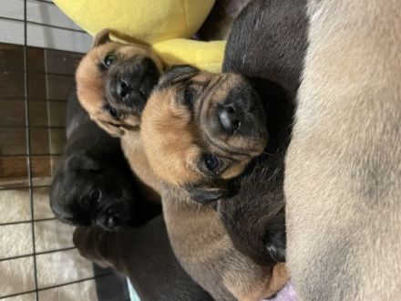 Schöne Retro-Möpse, geboren von gesunden Elterntieren.