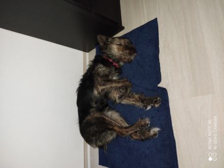 Leider reagiert die Hündin aggressiv auf unseren