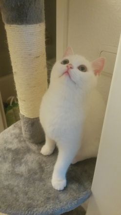 Britisch Kurzhaar, Kitten