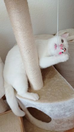 Britisch Kurzhaar, Kitten