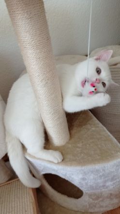 Britisch Kurzhaar, Kitten