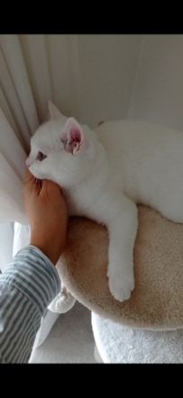 Britisch Kurzhaar, Kitten