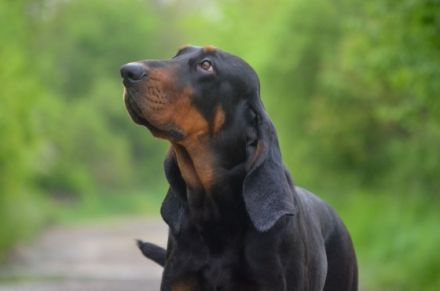 Melody, Zuchtstation Sound Of Hound bietet eine