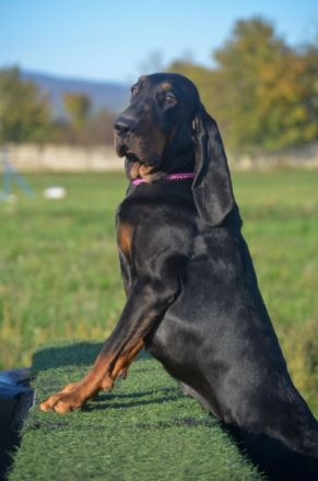 Melody, Zuchtstation Sound Of Hound bietet eine