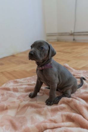 Unsere Weimaraner Hündin Yuko hat am 29.09.2022