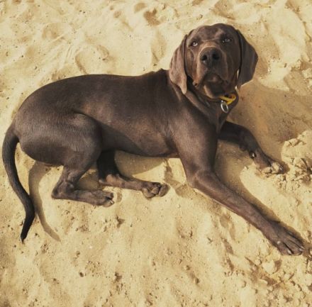 Unsere Weimaraner Hündin Yuko hat am 29.09.2022