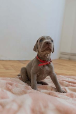 Unsere Weimaraner Hündin Yuko hat am 29.09.2022