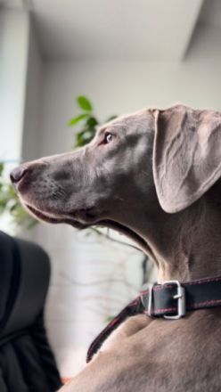 Unsere Weimaraner Hündin Yuko hat am 29.09.2022
