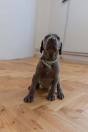 Unsere Weimaraner Hündin Yuko hat am 29.09.2022