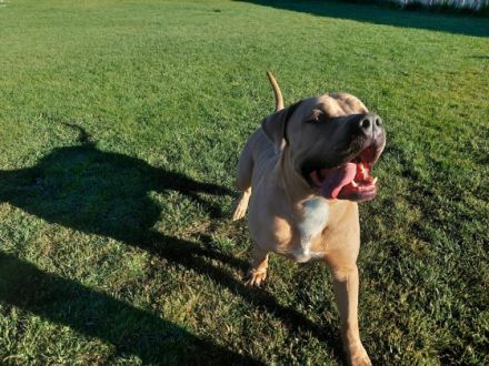 Das ist: \"Picasso\". Er ist am 29.01.2020 geboren.