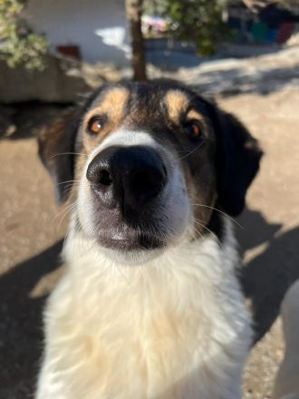 Unsere verschmuste Piper