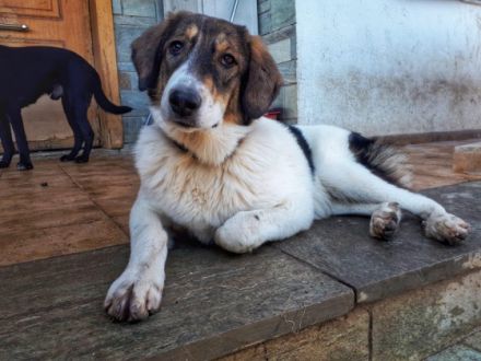 Unsere verschmuste Piper
