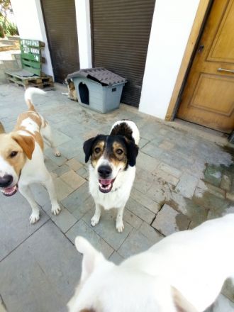 Unsere verschmuste Piper
