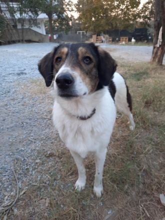 Unsere verschmuste Piper