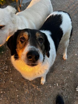 Unsere verschmuste Piper