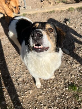 Unsere verschmuste Piper