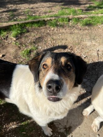 Unsere verschmuste Piper
