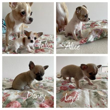 Es handelt sich um den ersten Wurf. Wir sind d keine