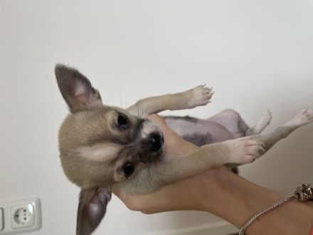 Es handelt sich um den ersten Wurf. Wir sind d keine