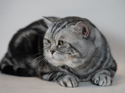 Lemony von Elenwisch