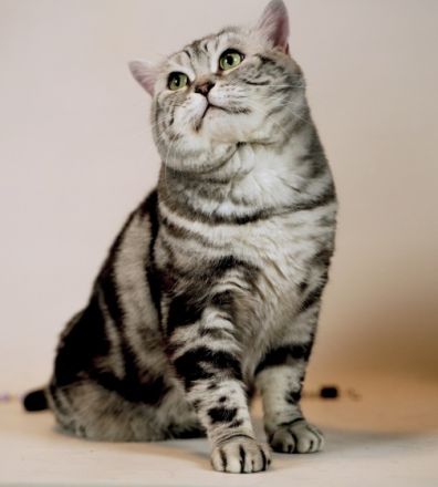 Lemony von Elenwisch